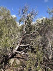 Arctostaphylos viscida pulchella