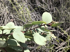 Arctostaphylos viscida pulchella