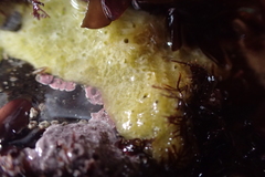 Halichondria panicea