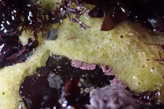 Halichondria panicea