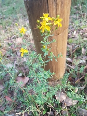 Hypericum perforatum veronense