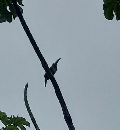 Black-necked Araçari