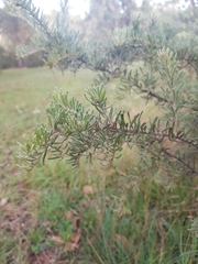 Grevillea lanigera