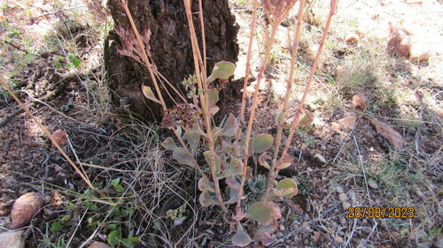 Image of Kalanchoe glaucescens by no rights reserved