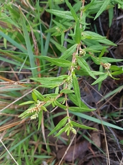 Persicaria prostrata