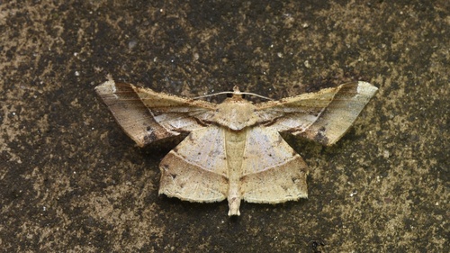 Krananda latimarginaria