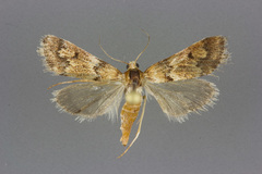 Noctueliopsis brunnealis
