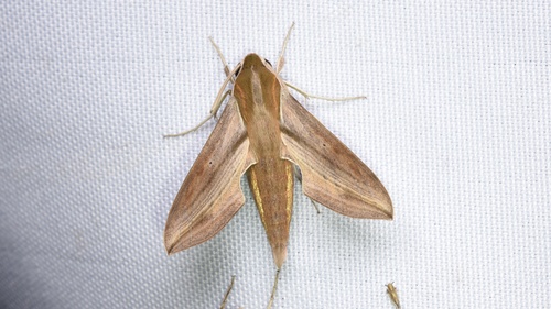 Swinhoe's Striated Hawkmoth