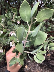 Arctostaphylos manzanita elegans