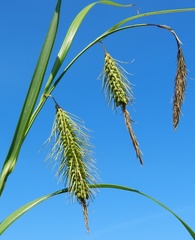 Carex paleacea