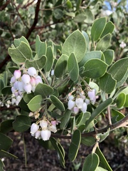 Arctostaphylos manzanita elegans