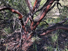 Arctostaphylos manzanita elegans