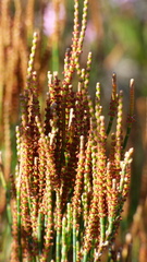 Allocasuarina monilifera