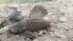 Hypostomus commersoni