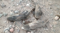 Hypostomus commersoni