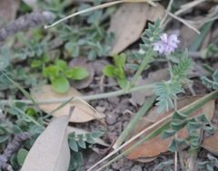 Astragalus nuttallianus austrinus