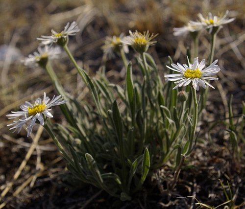 Alpine Aster
