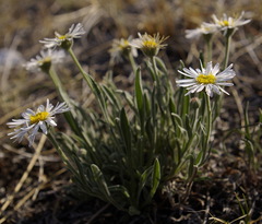 Aster alpinus vierhapperi