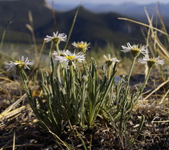 Aster alpinus vierhapperi