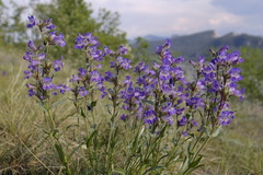 Penstemon gormanii