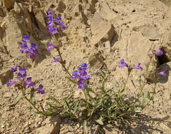 Penstemon gormanii
