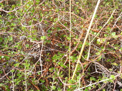 Muehlenbeckia complexa complexa