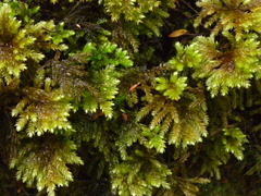 Hypnodendron arcuatum