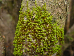 Macromitrium gracile