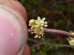 Muehlenbeckia complexa complexa