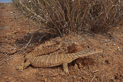Spencer's Monitor photo 3