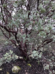 Arctostaphylos viscida pulchella
