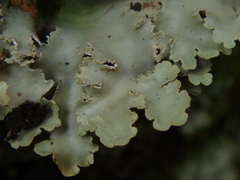 Pseudocyphellaria glabra image