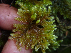 Hypnodendron arcuatum