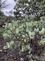 Arctostaphylos viscida pulchella