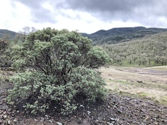 Arctostaphylos viscida pulchella