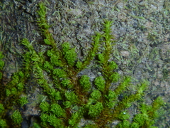 Macromitrium gracile