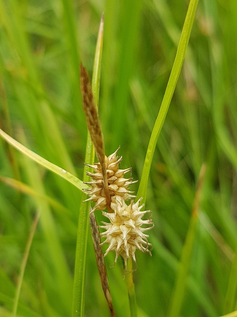 Carex × alsatica