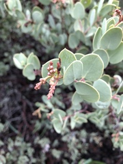 Arctostaphylos viscida pulchella