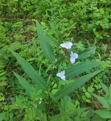 Tradescantia subaspera