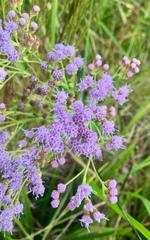 Chromolaena hirsuta