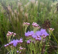 Chromolaena hirsuta