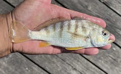 Banded Drum photo 2