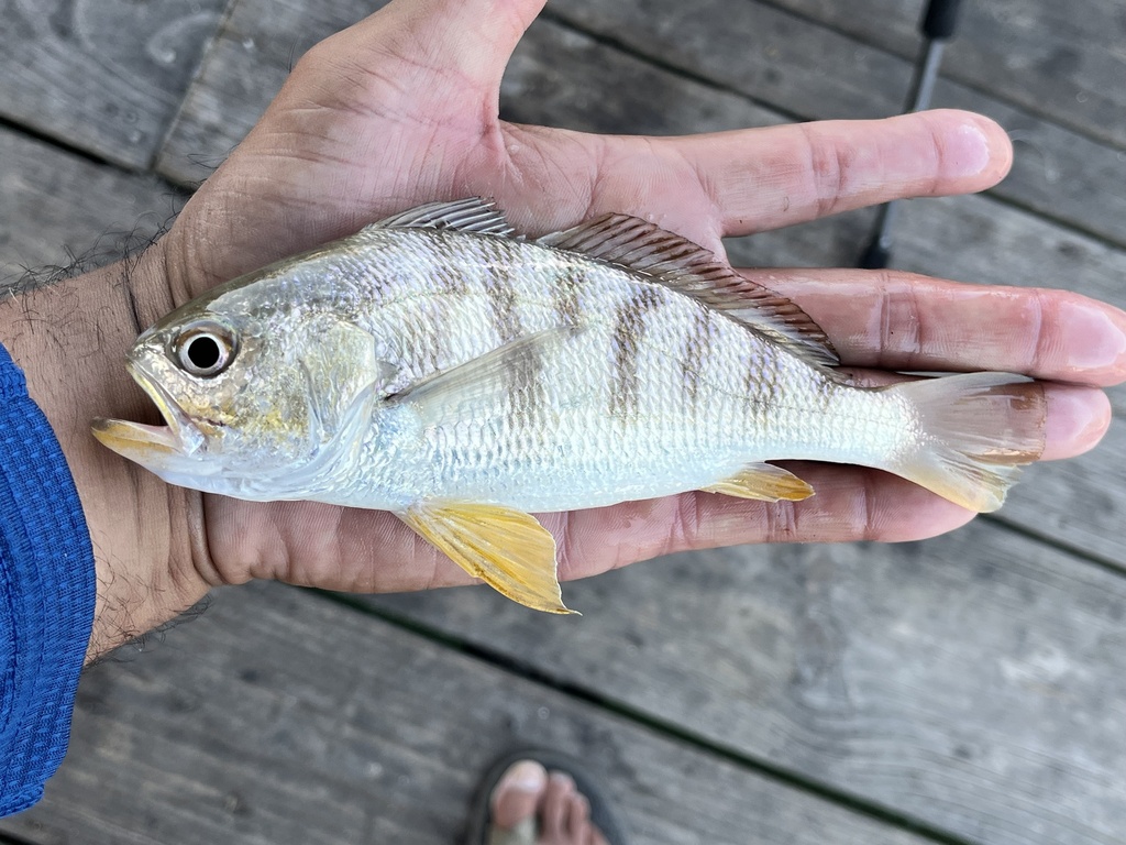 Banded Drum