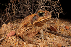 Cane Toad photo 2