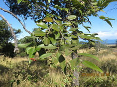 Diospyros sandwicensis