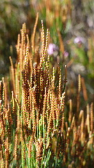Allocasuarina monilifera
