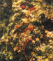 Nemalion elminthoides