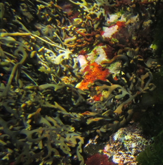 Xiphophora chondrophylla