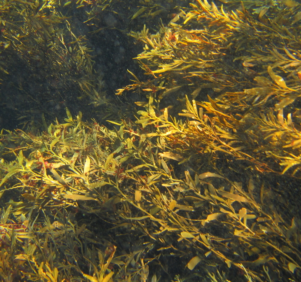 Carpophyllum angustifolium
