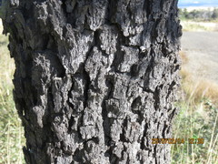 Diospyros sandwicensis